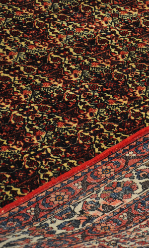 Used Handmade Qashqai Rug in Wool & Cream color Fars | 312×208 cm | GOLFARANG(Roses)